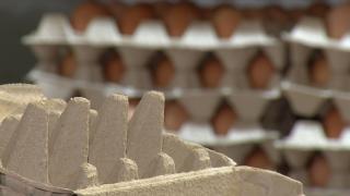 Au dispărut ouăle din magazine sau au preț dublu. Fermierii le trimit la export