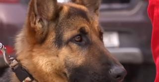 Cele mai bune echipe canine din ţară s-au reunit la Craiova, pentru o competiţie specială