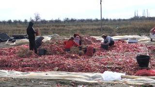 Recoltă bogată, pierderi uriașe: fermierii distrug producția pentru că importurile le-au blocat vânzările