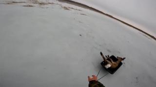 Peste 300 de căprioare, salvate de pescari în Siberia. Riscau să moară îngheţate în timpul migraţiei