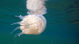 Marea Neagră, invadată de meduze: fenomen neobișnuit pentru luna decembrie