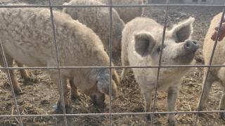 Ce trebuie să știm când cumpărăm carne de porc. Riscuri ascunse și recomandări utile