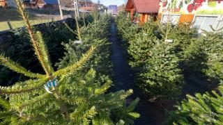 Brazi din Danemarca în pieţele din România. Au doi metri şi costă 130 de lei