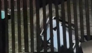 Urs filmat în curtea unui localnic din Bușteni. Animalul a căutat hrană într-un tomberon