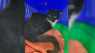 Felix, motanul pierdut în urmă cu 11 ani, a revenit la familie înainte de Crăciun: Adevărată muncă de detectiv