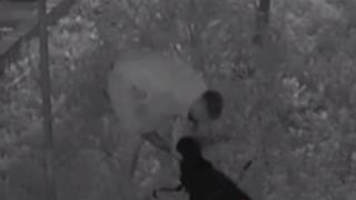 Momentul în care un bărbat din Năvodari îşi loveşte câinele cu bestialitate. Patrupedul, dus într-un adăpost