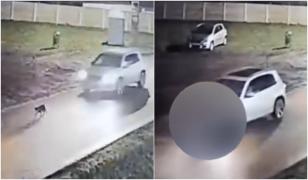 Incident şocant în Timiş. Un şofer din Giarmata a călcat intenţionat un câine cu maşina. Momentul, filmat