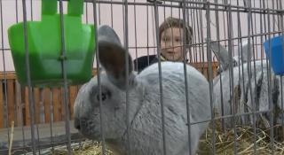 Zeci de iepuri de rasă au defilat într-o expoziție inedită dedicată campionilor blănoși, la Bistriţa