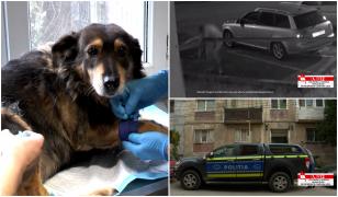 Bărbat din Năvodari, sub control judiciar după ce a fost filmat chinuindu-și câinele: 