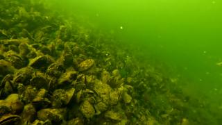 Specia din Veneţia care s-a adaptat în Marea Neagră. Din vară ar putea ajunge în farfuriile de pe litoral