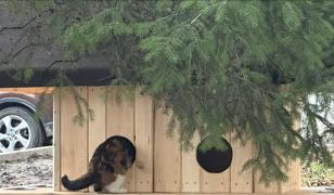 Pisicile comunitare din Suceava au primit adăposturi pentru iarnă, amplasate la cererea locuitorilor