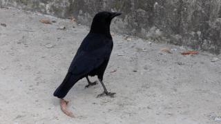 Oraşul care a învins ciorile folosind armele armatei americane. Sistem de 120.000 de lei