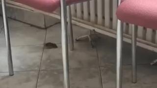 Şoarece, filmat plimbându-se nestingherit pe holurile unui spital din Sânnicolau Mare