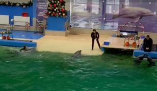 Turiștii aleg Delfinariul în locul plimbărilor pe plajă. Viitorul spectacolelor, însă, rămâne incert în 2026
