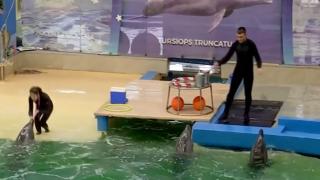 Delfinariul din Constanța, în incertitudine pentru 2026: contractele cu Ucraina, pe cale să expire