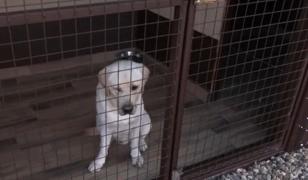 Revelion fără stres pentru blănoși şi stăpâni. Cât costă o noapte la hotelul pentru animale