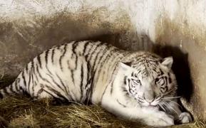 Un pui de tigru alb a murit după ce a înghiţit o jucărie de pluş la Grădina Zoologică din Craiova