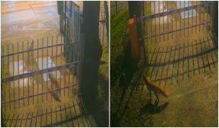 Trei vulpi, surprinse în centrul Capitalei de camerele de supraveghere ale Muzeului "Grigore Antipa"