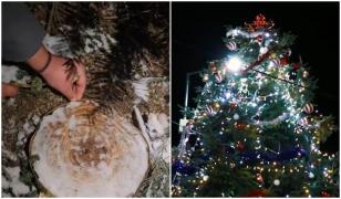 Brad de pe un mormânt din Drăgășani, tăiat de primărie și folosit ca pom de Crăciun în centrul oraşului