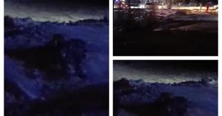 Alertă în Straja, după apariția unui urs în zona pârtiei. Doi tineri au fugit, abandonându-și schiurile