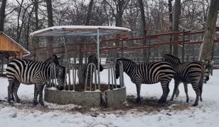 Cum sunt protejate de ger animalele de la ZOO: 