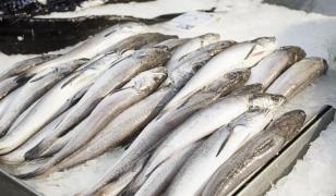 STUDIU: Microplastice în şprotul, midiile şi rapanele din Marea Neagră