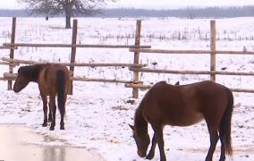 Gerul, o luptă pentru supravieţuire pentru animalele din adăposturi. Îngrijitorii au luat măsuri suplimentare