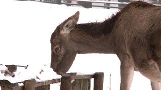 Un cerb carpatin a murit după ce a înghițit mănușa unui vizitator care îl hrănea