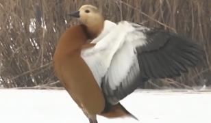 Imagini de o frumusețe rară în inima Brașovului. Călifarii roșii sfidează gerul pe Lacul Noua