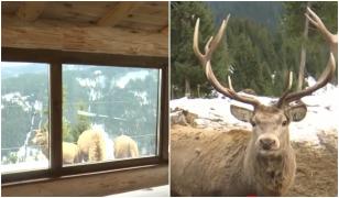 Locul de la munte în care timpul pare că stă în loc. Vizite la crescătorii de cerbi şi peisaje de poveste