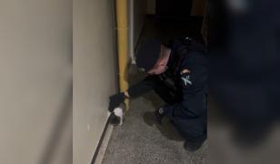 Jandarmii din Constanţa, chemaţi să ridice o pisică agresivă dintr-un bloc. "Bestia" i-a aşteptat cuminte