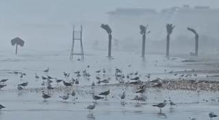 Fenomen bizar la Marea Neagră. De zece ani nu s-a mai întâmplat aşa ceva