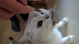 Piaţa de hrană pentru animale a depăşit un miliard de euro. Oamenii vânează, pentru ei, reduceri