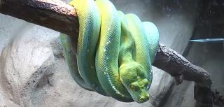 Expoziţie de reptile şi tarantule într-un centru comercial din Iaşi. Vedeta este un piton reticulat