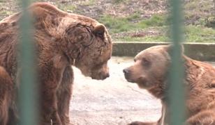 Ziua Ursului, sărbătorită în grădinile zoologice din țară, cu activități educative și surprize