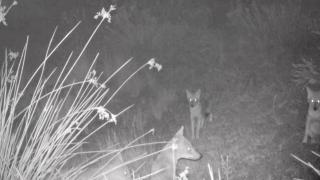 Fiara care terorizează zi și noapte sătenii din Vadu. Oamenii și-au ridicat garduri electrice sau din beton