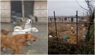 Iadul câinilor din Dolj. Sute de animale sunt ținute în frig și înfometate până se sfâșie între ele