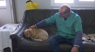 Sterilizare gratuită pentru animalele de companie din Cluj-Napoca. Ce trebuie să facă proprietarii