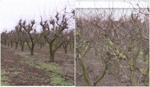 Cum vine statul în ajutorul fermierilor afectați de îngheț. Pomicultor: 