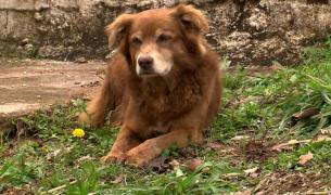 Povestea câinelui Bob Coveiro a schimbat legea în Brazilia: Animalele pot fi îngropate alături de stăpâni