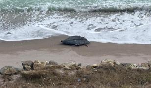 Dronă descoperită pe plajă, în apropiere de Costineşti. Expert: Pare a fi o bucată de Shahed rusesc