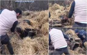 Momentul când poliţiştii din Bacău au dat peste un ATV furat într-o căpiţă de fân. Au pus mâna pe furcă
