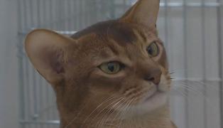 Motanul abisinian din Rusia care a învins 1.500 de pisici la concurs internațional