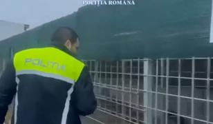 15.000 de câini, ucişi în moduri barbare: 