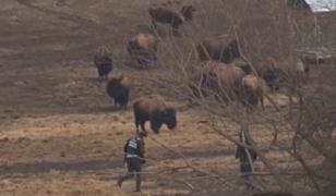 Cruzime greu de imaginat la o fermă de bizoni. Animalele, înfometate şi lăsate să moară în agonie