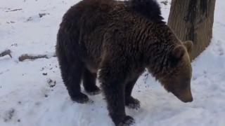 Bărbat de 45 de ani, sfâşiat de o ursoaică însoţită de pui, la o stână din Mureş