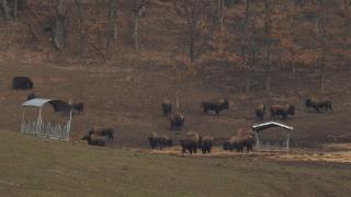 Detalii cutremurătoare despre ferma groazei. Animalele lăsate să moară de foame au ros şi scoarţa copacilor