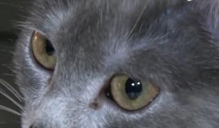 Cum arată pisica Transilvană, singura rasă autohtonă prezentă la concursurile internaţionale