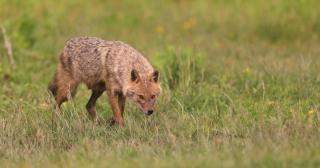 Delta Dunării, invadată de şacali: "Sapă şi pe sub garduri, trec şi de gardurile electrice, s-au adaptat mult"