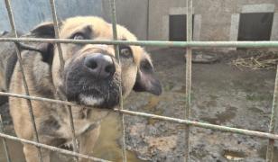 Activiştii acuză muşamalizarea cazului de la Uzunu. Câinii nu au fost mutaţi, "probele" ar fi fost incinerate